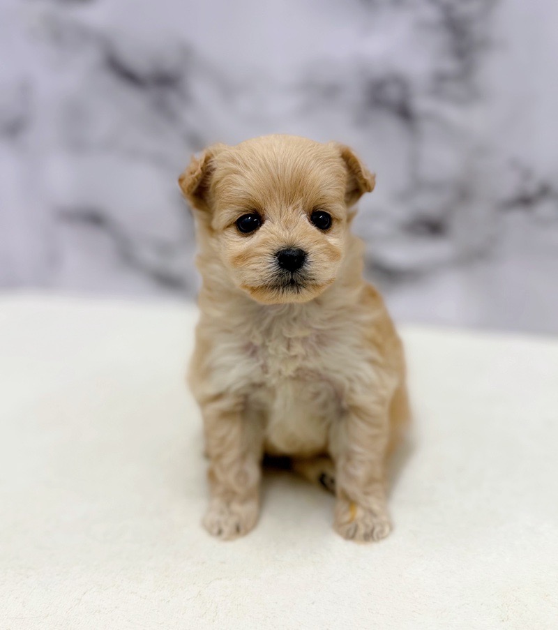 神奈川県のポメプー(ポメラニアン×プードル) (かねだい東戸塚店/2025年10月18日生まれ/女の子/アプリコット)の子犬の3枚目の画像