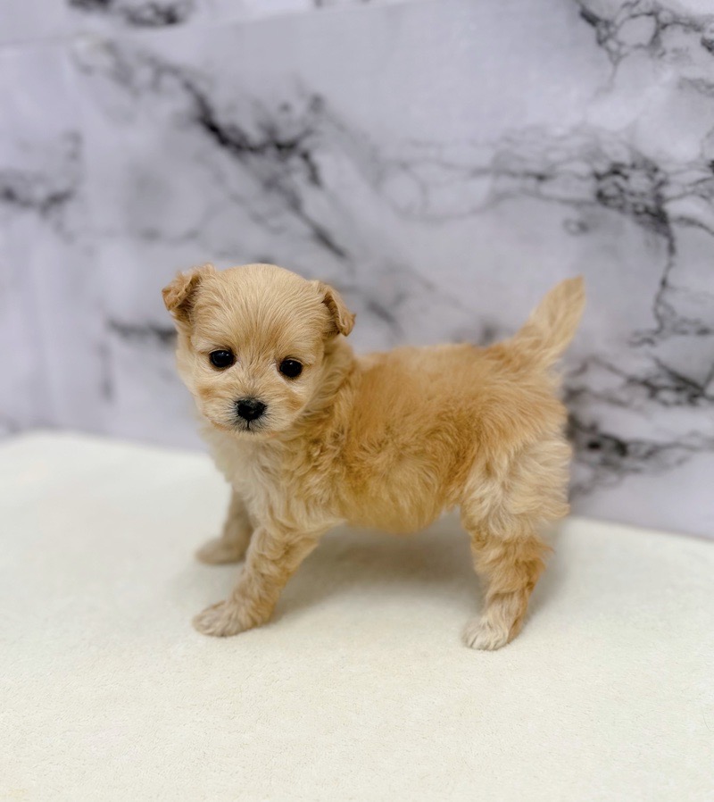 神奈川県のポメプー(ポメラニアン×プードル) (かねだい東戸塚店/2025年10月18日生まれ/女の子/アプリコット)の子犬の4枚目の画像