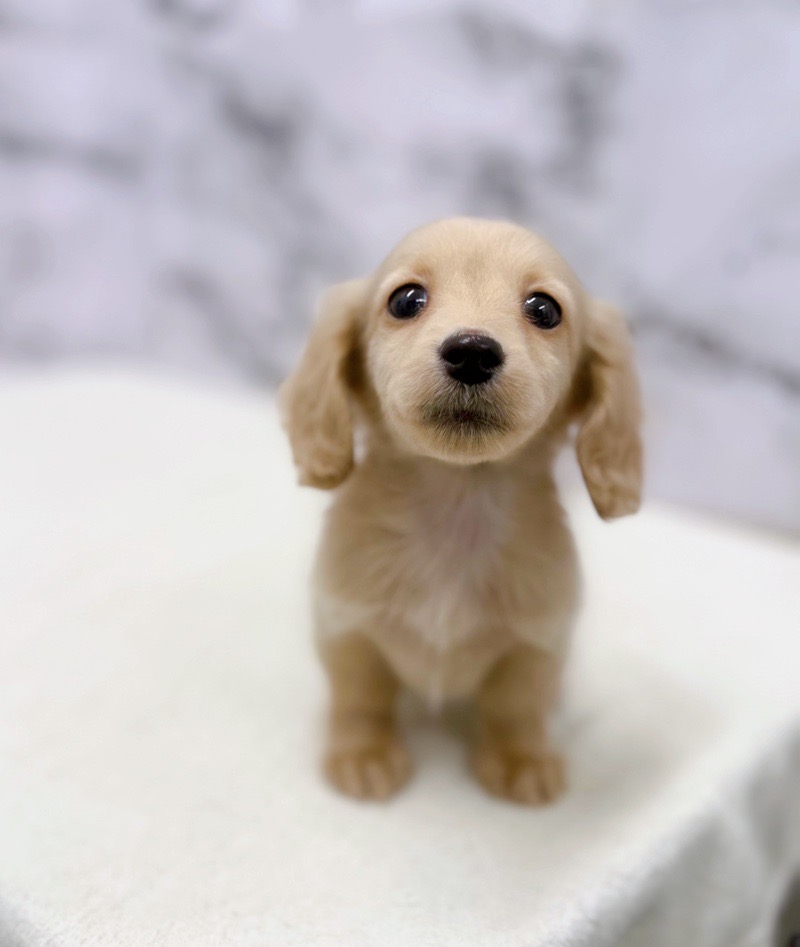 神奈川県のミニチュアダックスフンド(ロング) (かねだい東戸塚店/2025年10月14日生まれ/女の子/イエロー)の子犬の1枚目の画像