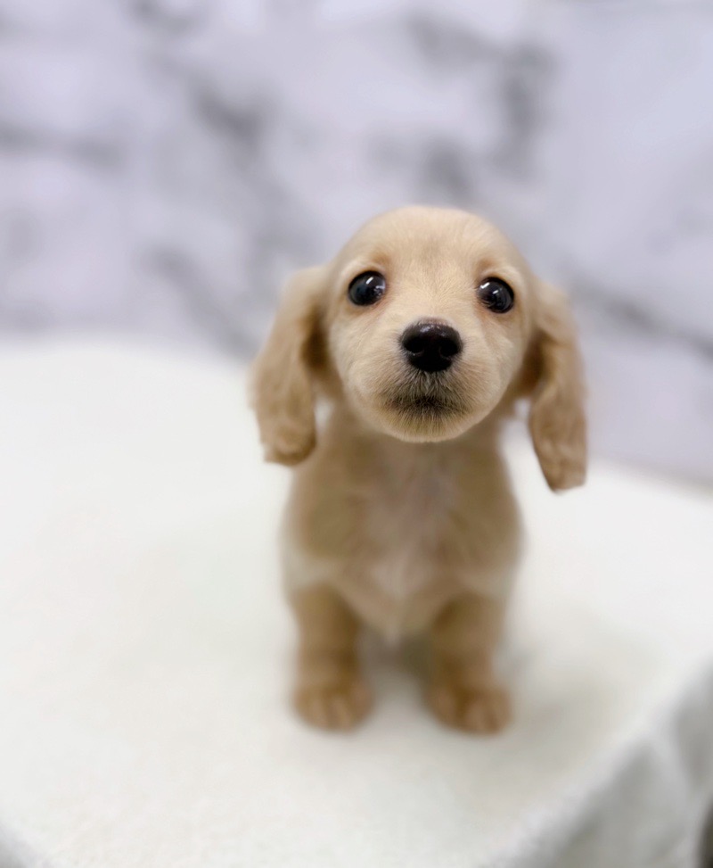 神奈川県のミニチュアダックスフンド(ロング) (かねだい東戸塚店/2025年10月14日生まれ/女の子/イエロー)の子犬の2枚目の画像