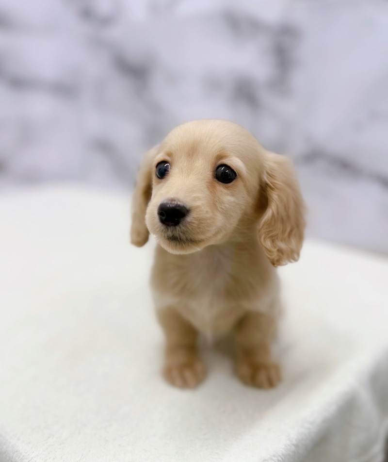 神奈川県のミニチュアダックスフンド(ロング) (かねだい東戸塚店/2025年10月14日生まれ/女の子/イエロー)の子犬の3枚目の画像