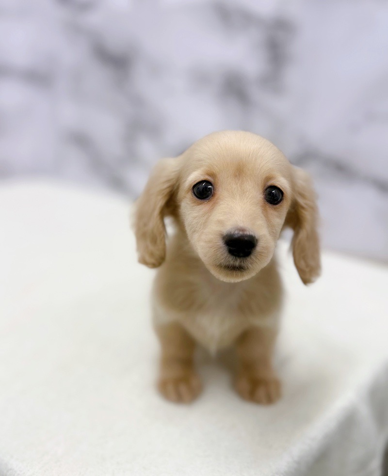 神奈川県のミニチュアダックスフンド(ロング) (かねだい東戸塚店/2025年10月14日生まれ/女の子/イエロー)の子犬の4枚目の画像