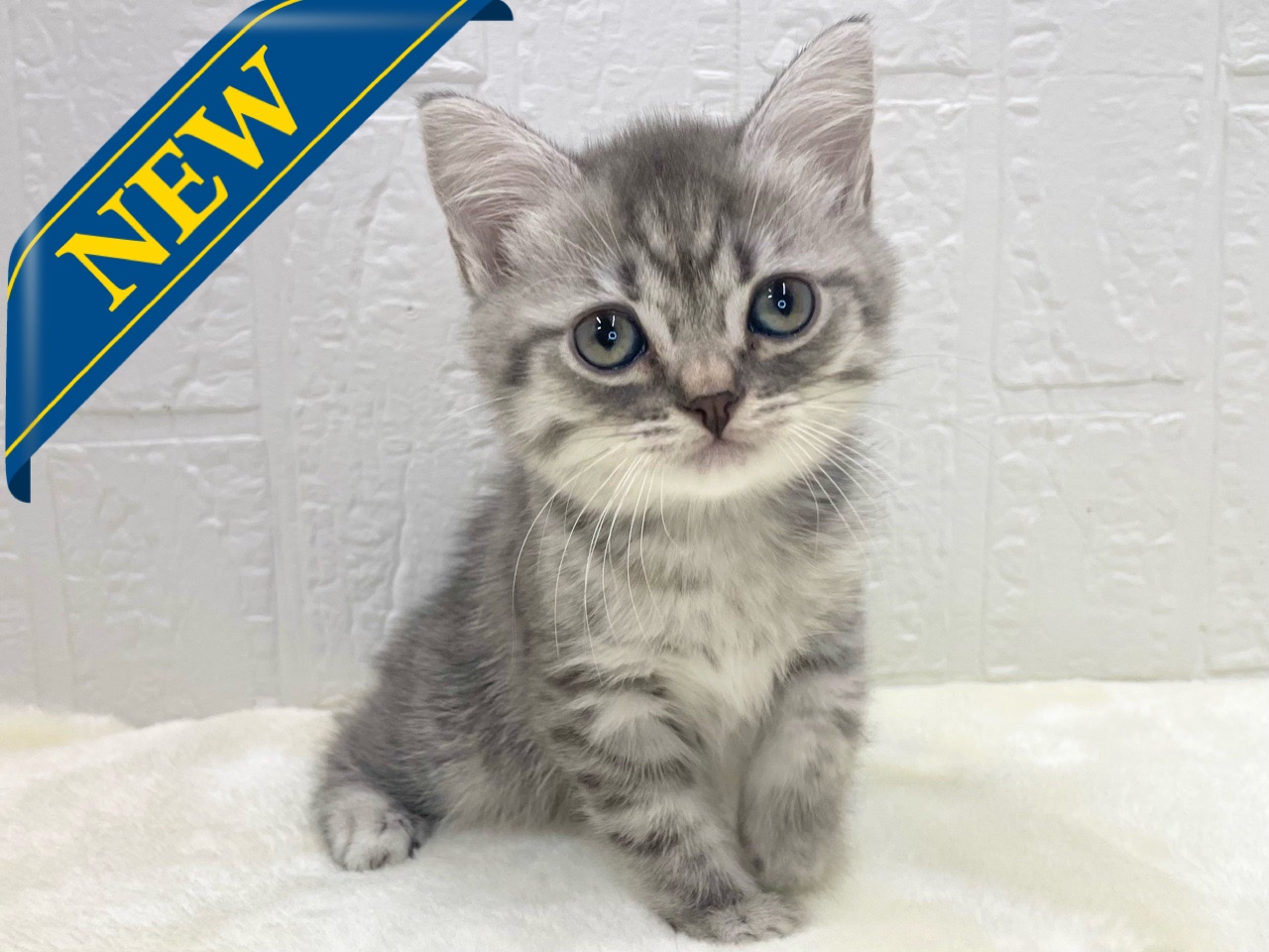 東京都のマンチカン (かねだい青梅店/2025年10月12日生まれ/女の子/ブルータビー)の子猫の1枚目の画像