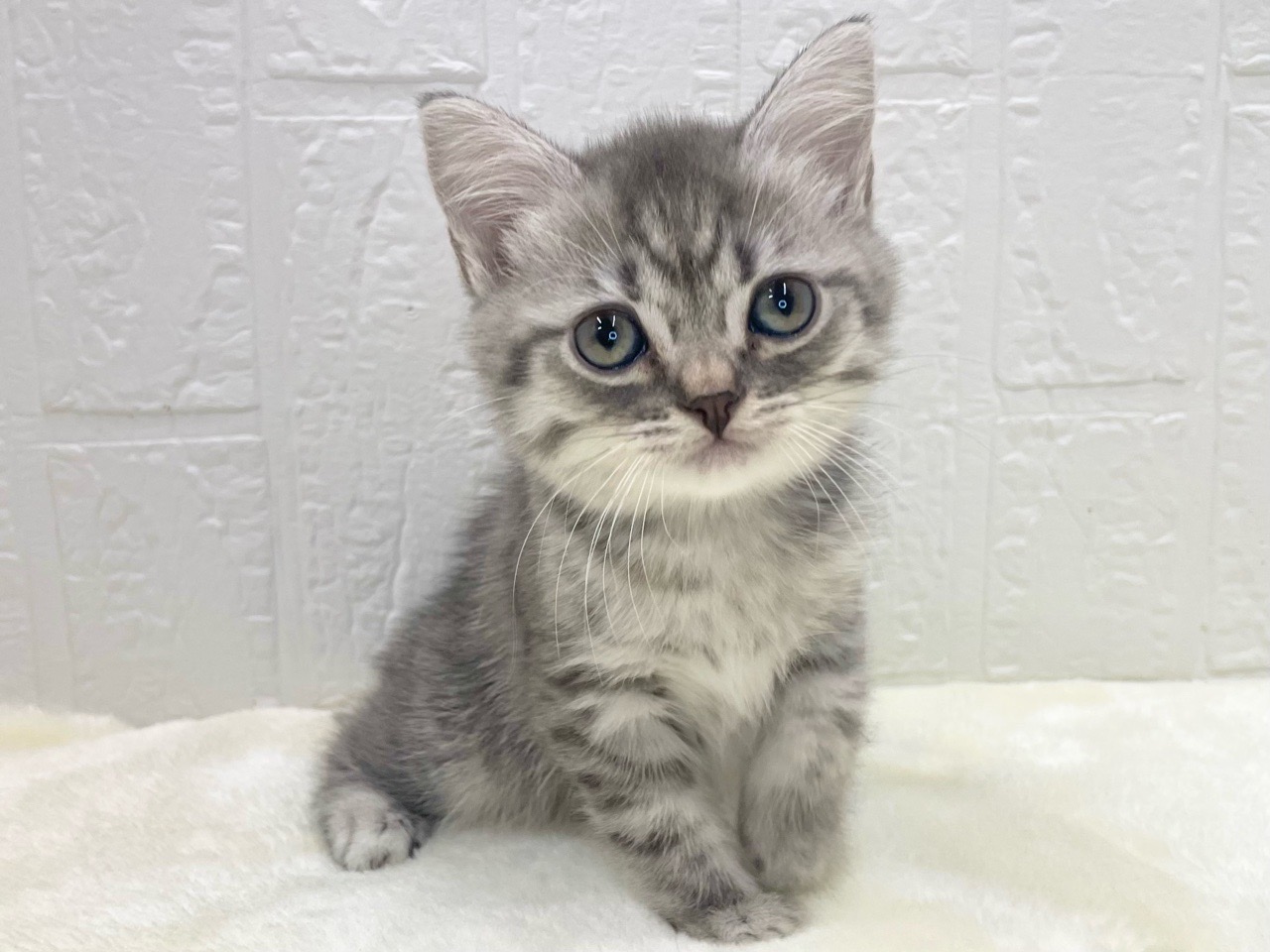 東京都のマンチカン (かねだい青梅店/2025年10月12日生まれ/女の子/ブルータビー)の子猫の2枚目の画像