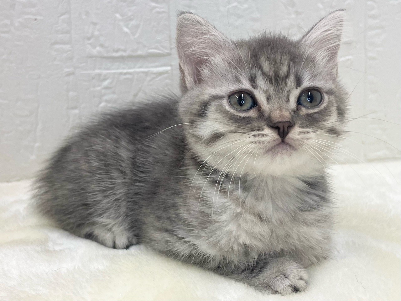 東京都のマンチカン (かねだい青梅店/2025年10月12日生まれ/女の子/ブルータビー)の子猫の3枚目の画像