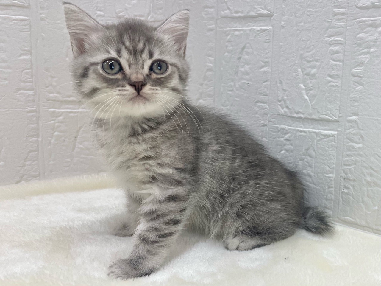 東京都のマンチカン (かねだい青梅店/2025年10月12日生まれ/女の子/ブルータビー)の子猫の4枚目の画像