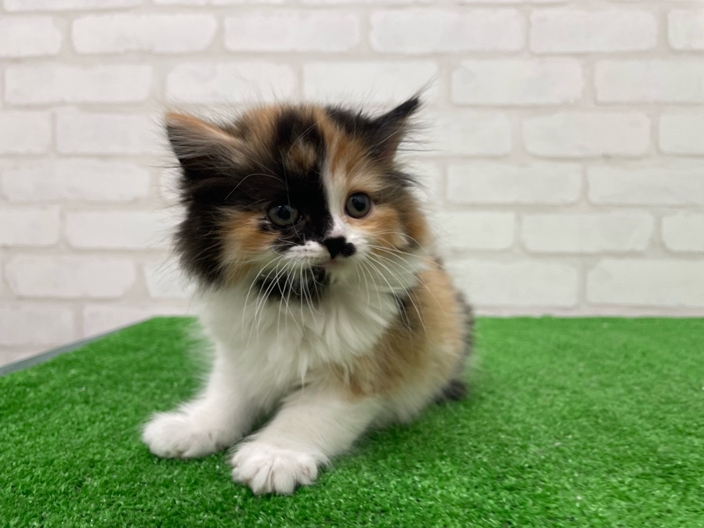 東京都のマンチカン (かねだい立川店/2025年10月19日生まれ/女の子/キャリコ)の子猫