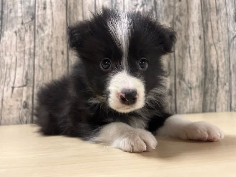 埼玉県のボーダーコリー (かねだいアクアパーク店/2025年10月17日生まれ/女の子/ブラックホワイト)の子犬