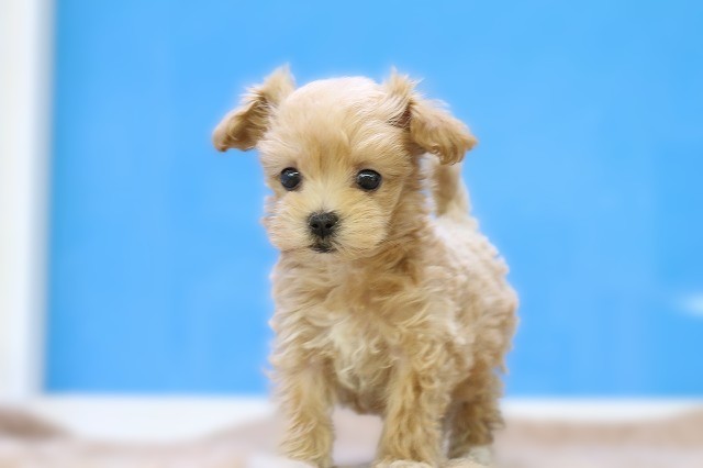 埼玉県のマルプー(マルチーズ×プードル) (かねだい草加店/2025年10月18日生まれ/女の子/アプリコット)の子犬の1枚目の画像