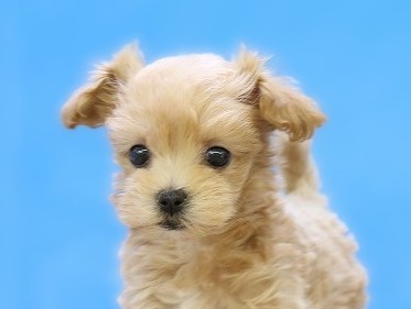 埼玉県のマルプー(マルチーズ×プードル) (かねだい草加店/2025年10月18日生まれ/女の子/アプリコット)の子犬の2枚目の画像