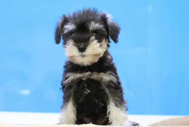 埼玉県のミニチュアシュナウザー (かねだい草加店/2025年10月19日生まれ/男の子/ソルトペッパー)の子犬の1枚目の画像