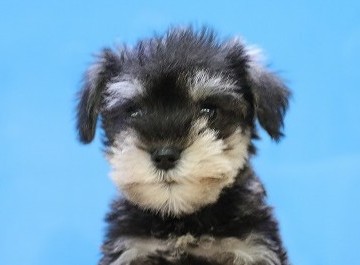 埼玉県のミニチュアシュナウザー (かねだい草加店/2025年10月19日生まれ/男の子/ソルトペッパー)の子犬の2枚目の画像