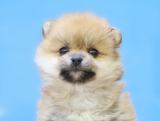 埼玉県のポメラニアン (かねだい草加店/2025年10月15日生まれ/女の子/オレンジ)の子犬の2枚目の画像