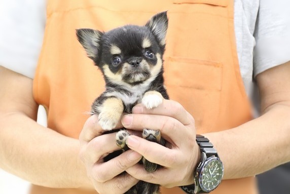 埼玉県のチワワ(ロング) (かねだい草加店/2025年10月18日生まれ/男の子/ブラックタンホワイト)の子犬の1枚目の画像