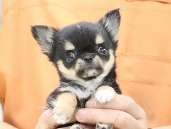 埼玉県のチワワ(ロング) (かねだい草加店/2025年10月18日生まれ/男の子/ブラックタンホワイト)の子犬の2枚目の画像