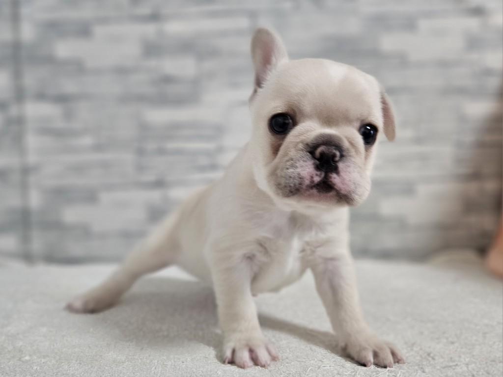 神奈川県のフレンチブルドッグ (かねだいペットトライアル相模原/2025年11月5日生まれ/女の子/フォーンホワイト)の子犬の1枚目の画像