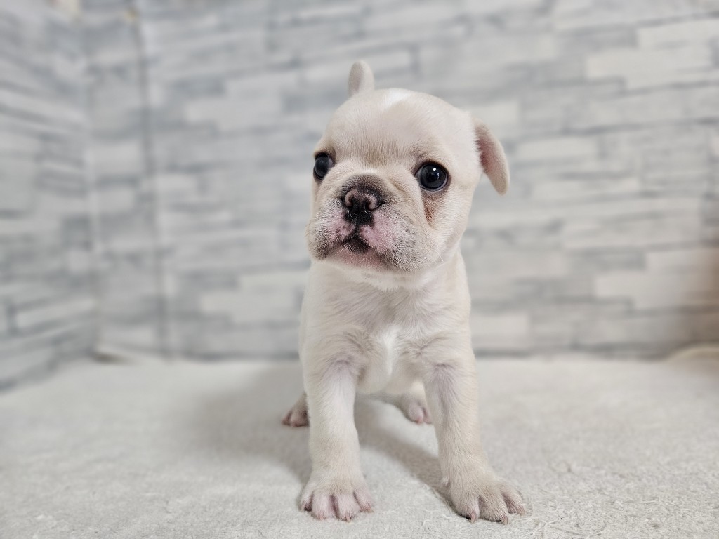 神奈川県のフレンチブルドッグ (かねだいペットトライアル相模原/2025年11月5日生まれ/女の子/フォーンホワイト)の子犬の2枚目の画像