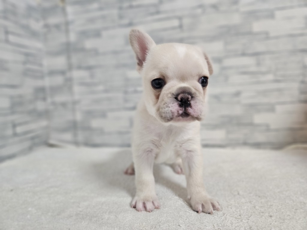 神奈川県のフレンチブルドッグ (かねだいペットトライアル相模原/2025年11月5日生まれ/女の子/フォーンホワイト)の子犬の3枚目の画像