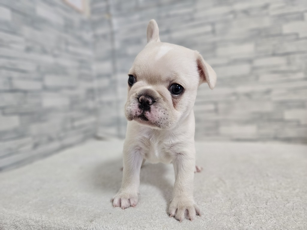 神奈川県のフレンチブルドッグ (かねだいペットトライアル相模原/2025年11月5日生まれ/女の子/フォーンホワイト)の子犬の4枚目の画像