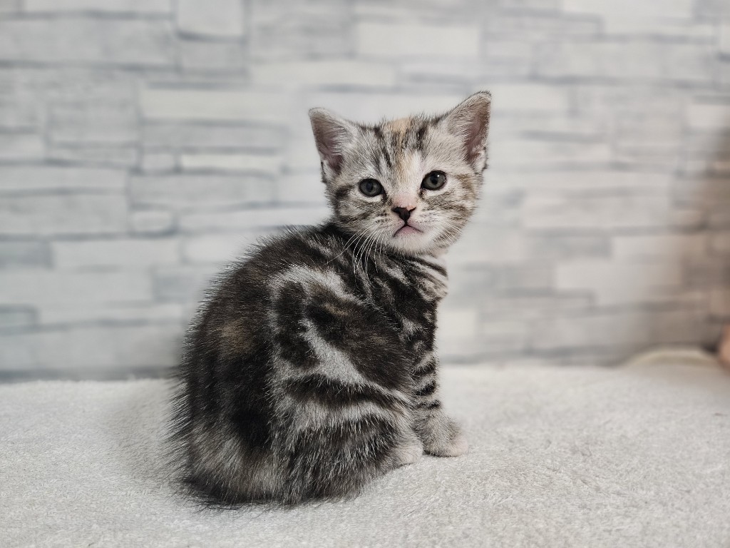 神奈川県のアメリカンショートヘアー (かねだいペットトライアル相模原/2025年11月6日生まれ/女の子/シルバータビー)の子猫の1枚目の画像