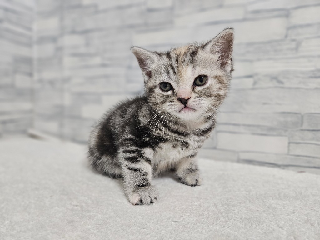 神奈川県のアメリカンショートヘアー (かねだいペットトライアル相模原/2025年11月6日生まれ/女の子/シルバータビー)の子猫の2枚目の画像