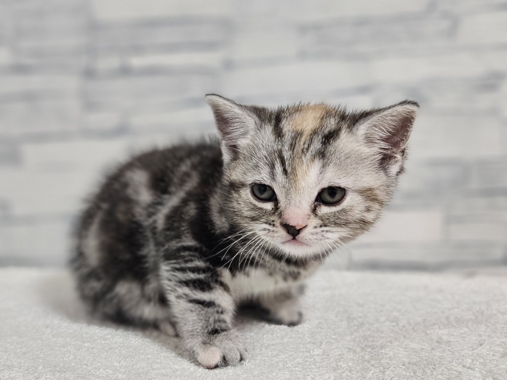 神奈川県のアメリカンショートヘアー (かねだいペットトライアル相模原/2025年11月6日生まれ/女の子/シルバータビー)の子猫の3枚目の画像