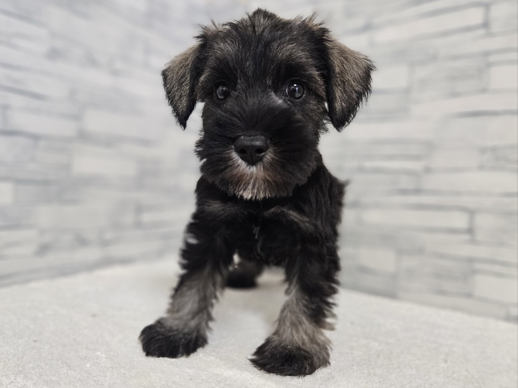 神奈川県のミニチュアシュナウザー (かねだいペットトライアル相模原/2025年10月17日生まれ/男の子/ソルトペッパー)の子犬の1枚目の画像