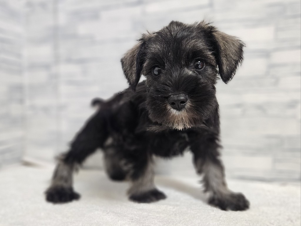 神奈川県のミニチュアシュナウザー (かねだいペットトライアル相模原/2025年10月17日生まれ/男の子/ソルトペッパー)の子犬の2枚目の画像