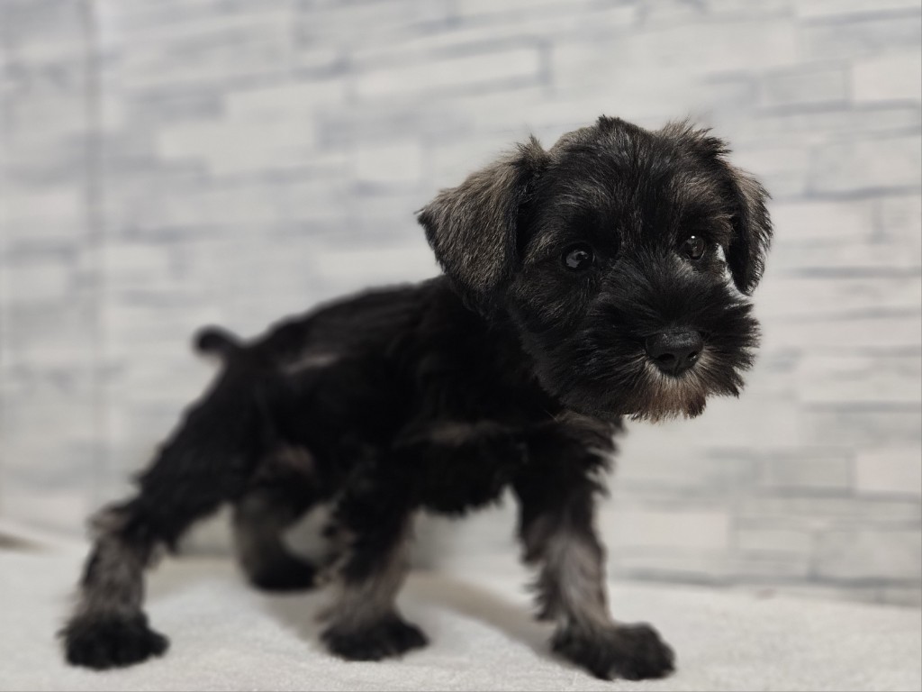 神奈川県のミニチュアシュナウザー (かねだいペットトライアル相模原/2025年10月17日生まれ/男の子/ソルトペッパー)の子犬の3枚目の画像