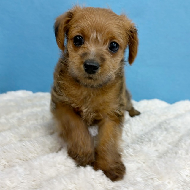 千葉県のハーフ犬・ミックス犬 (かねだい四街道店/2025年10月15日生まれ/女の子/レッド)の子犬の1枚目の画像