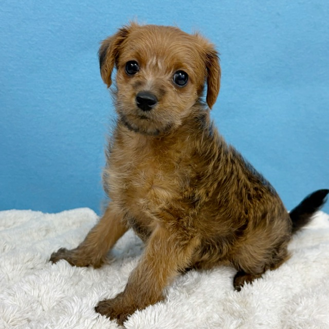 千葉県のハーフ犬・ミックス犬 (かねだい四街道店/2025年10月15日生まれ/女の子/レッド)の子犬の2枚目の画像