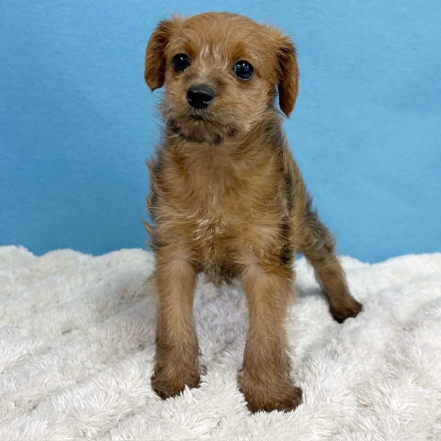 千葉県のハーフ犬・ミックス犬 (かねだい四街道店/2025年10月15日生まれ/女の子/レッド)の子犬の3枚目の画像