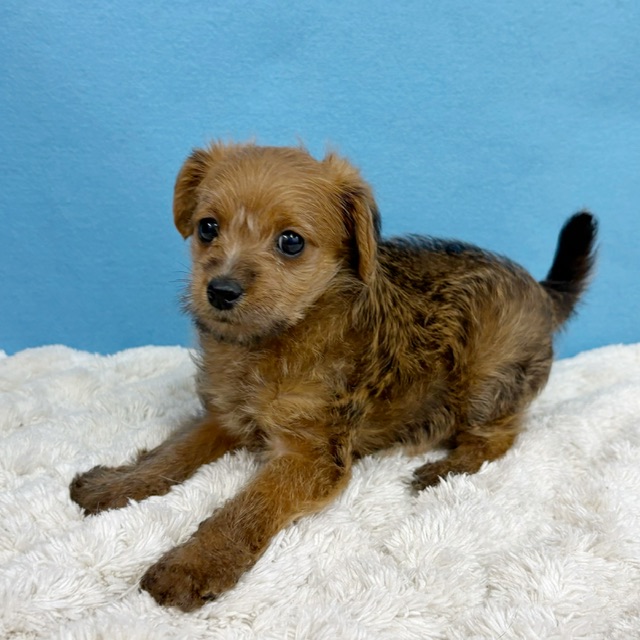 千葉県のハーフ犬・ミックス犬 (かねだい四街道店/2025年10月15日生まれ/女の子/レッド)の子犬の4枚目の画像