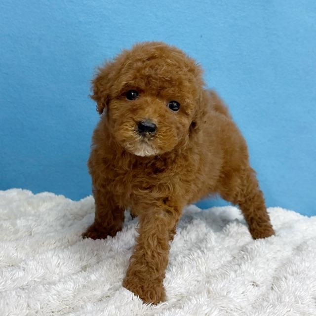 千葉県のトイプードル(トイ) (かねだい四街道店/2025年10月18日生まれ/女の子/レッド)の子犬の1枚目の画像