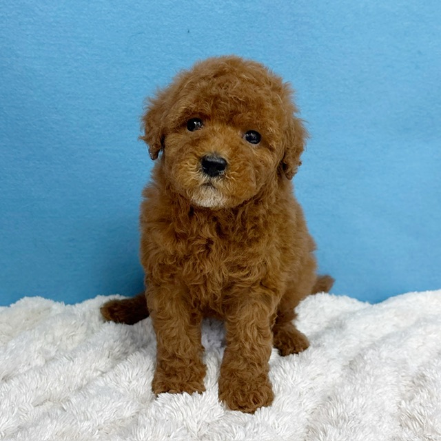 千葉県のトイプードル(トイ) (かねだい四街道店/2025年10月18日生まれ/女の子/レッド)の子犬の2枚目の画像