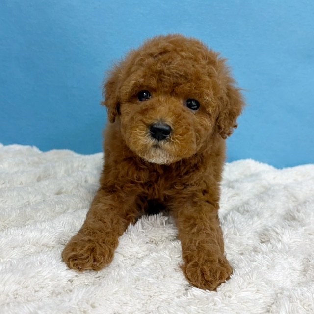 千葉県のトイプードル(トイ) (かねだい四街道店/2025年10月18日生まれ/女の子/レッド)の子犬の3枚目の画像