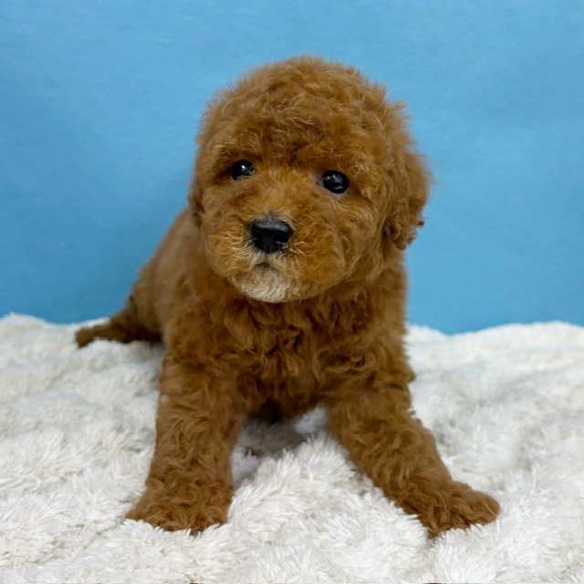 千葉県のトイプードル(トイ) (かねだい四街道店/2025年10月18日生まれ/女の子/レッド)の子犬の4枚目の画像