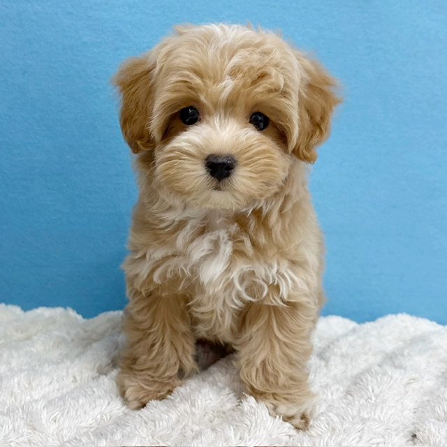 千葉県のマルプー(マルチーズ×プードル) (かねだい四街道店/2025年10月10日生まれ/女の子/その他色)の子犬の1枚目の画像