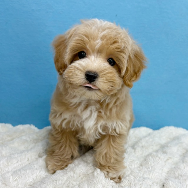 千葉県のマルプー(マルチーズ×プードル) (かねだい四街道店/2025年10月10日生まれ/女の子/その他色)の子犬の2枚目の画像