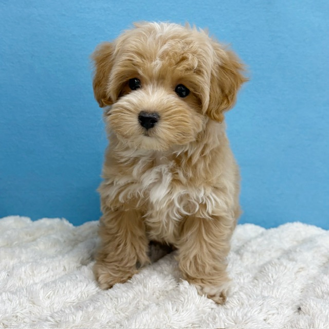 千葉県のマルプー(マルチーズ×プードル) (かねだい四街道店/2025年10月10日生まれ/女の子/その他色)の子犬の3枚目の画像