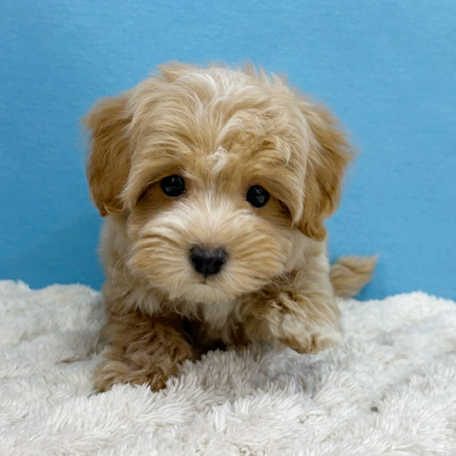 千葉県のマルプー(マルチーズ×プードル) (かねだい四街道店/2025年10月10日生まれ/女の子/その他色)の子犬の4枚目の画像