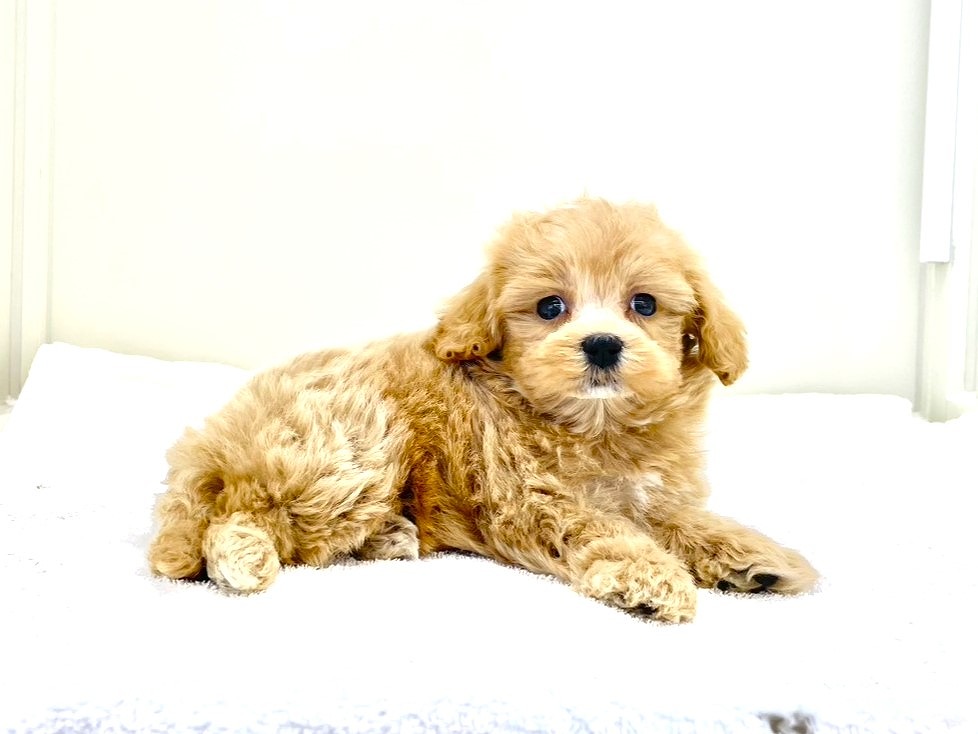 東京都のマルプー(マルチーズ×プードル) (かねだい本町田店/2025年10月18日生まれ/男の子/アプリコットホワイト)の子犬の3枚目の画像