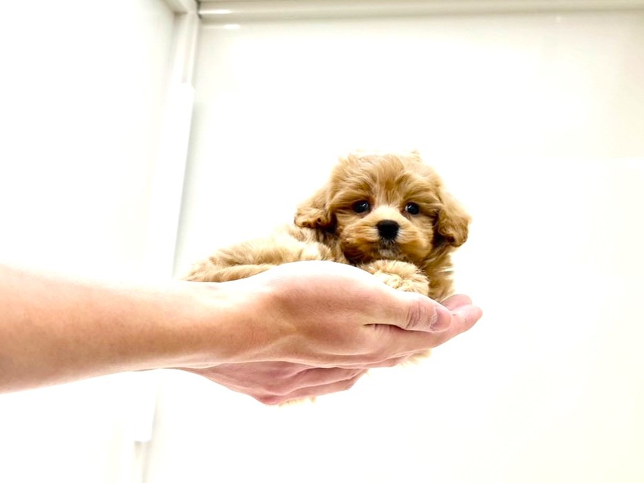 東京都のマルプー(マルチーズ×プードル) (かねだい本町田店/2025年10月18日生まれ/男の子/アプリコットホワイト)の子犬の4枚目の画像