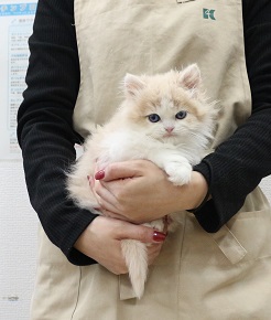 神奈川県のスコティッシュフォールド (かねだい伊勢原店/2025年10月16日生まれ/男の子/レッドタビーホワイト)の子猫