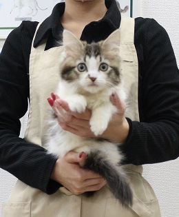 神奈川県のノルウェージャンフォレストキャット (かねだい伊勢原店/2025年10月15日生まれ/女の子/ブラウンスポットタビー)の子猫