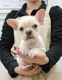 神奈川県のフレンチブルドッグ (かねだい伊勢原店/2025年10月11日生まれ/男の子/クリーム)の子犬