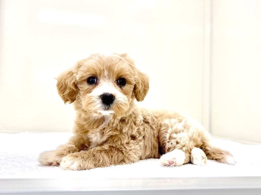 東京都のマルプー(マルチーズ×プードル) (かねだい本町田店/2025年10月18日生まれ/女の子/アプリコットホワイト)の子犬の1枚目の画像