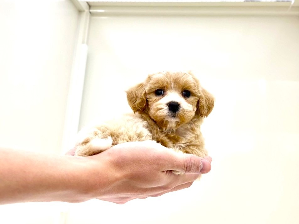 東京都のマルプー(マルチーズ×プードル) (かねだい本町田店/2025年10月18日生まれ/女の子/アプリコットホワイト)の子犬の2枚目の画像