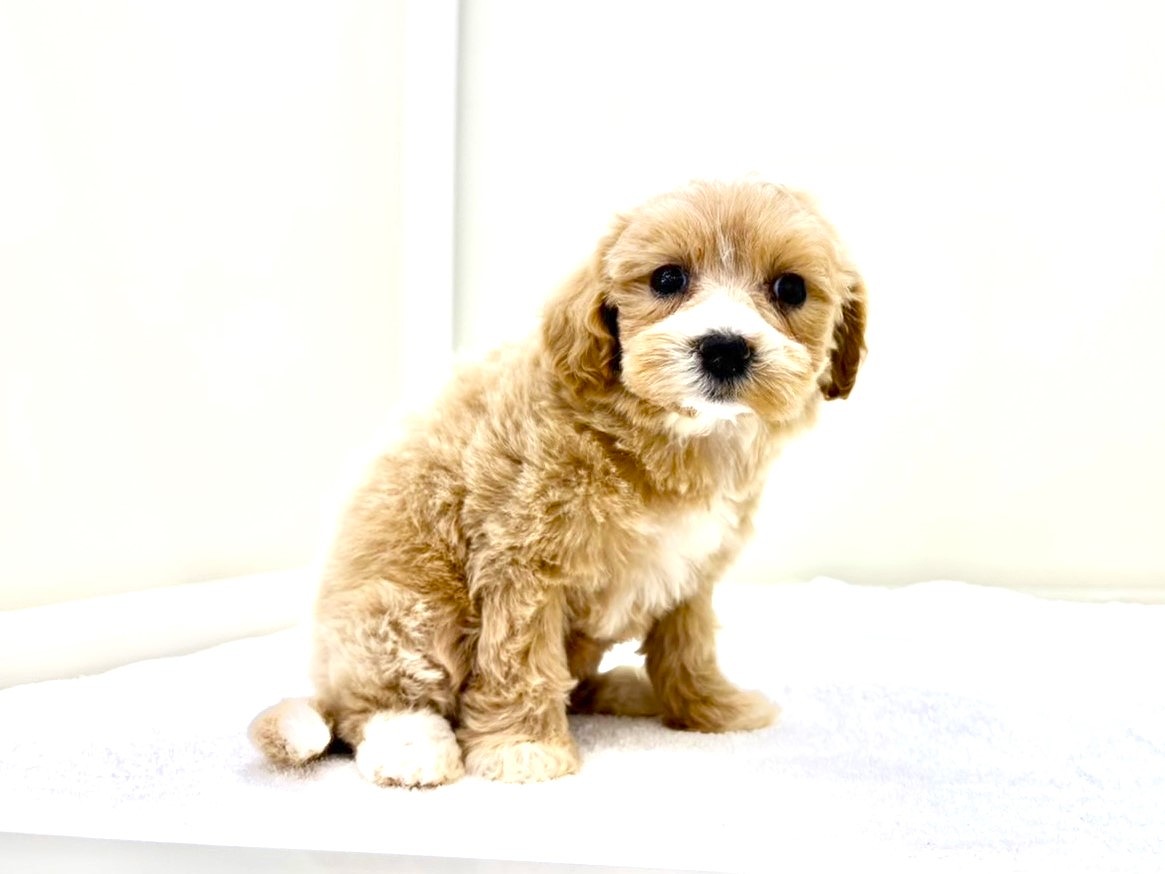東京都のマルプー(マルチーズ×プードル) (かねだい本町田店/2025年10月18日生まれ/女の子/アプリコットホワイト)の子犬の3枚目の画像