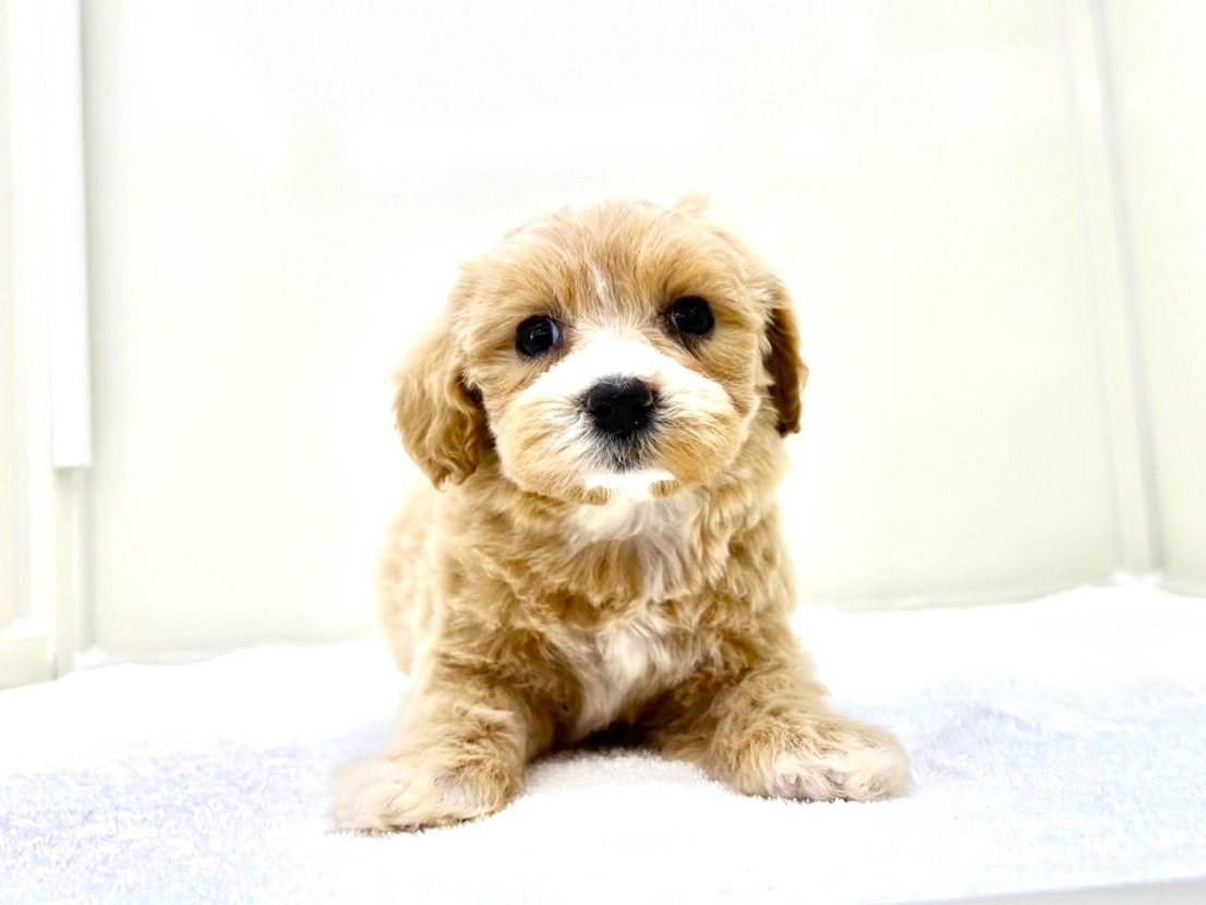 東京都のマルプー(マルチーズ×プードル) (かねだい本町田店/2025年10月18日生まれ/女の子/アプリコットホワイト)の子犬の4枚目の画像